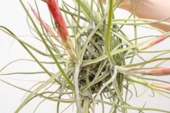 Tillandsia Schiedeana Clump Air Plant 6 Tillandsia Schiedeana Clump Air Plant -Air Plant Supply Store Tillandsia Air Plant Schiedeana Clump 2 scaled