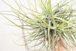 Tillandsia Schiedeana Clump Air Plant -Air Plant Supply Store Tillandsia Air Plant Schiedeana Clump 5