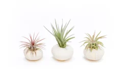 White Urchins With Tillandsia Air Plants - Set Of 1, 3 Or 5