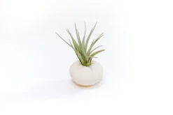 White Urchin With Tillandsia Air Plant