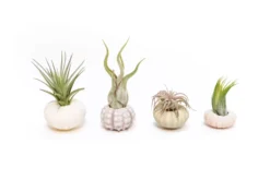 Collection Of 3 Unique Urchins With Tillandsia Air Plants