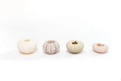 White Urchins With Tillandsia Air Plants - Set Of 1, 3 Or 5 -Air Plant Supply Store Tillandsia Air Plant Sea Urchin 103 e787bc44 111a 4d35 99a6 f5a2bf5455a5 scaled