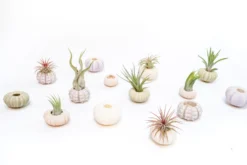 Purple Urchin With Tillandsia Air Plant - Set Of 3, 6 Or 9 -Air Plant Supply Store Tillandsia Air Plant Sea Urchin 104 dd81e965 c74a 40dc 9d17 15b2e8c42591 scaled