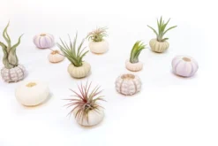 Collection Of 3 Unique Urchins With Tillandsia Air Plants -Air Plant Supply Store Tillandsia Air Plant Sea Urchin 105 scaled