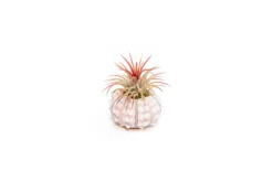 Collection Of 3 Unique Urchins With Tillandsia Air Plants -Air Plant Supply Store Tillandsia Air Plant Sea Urchin 93 scaled
