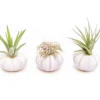 Purple Urchin With Tillandsia Air Plant - Set Of 1, 3 Or 5