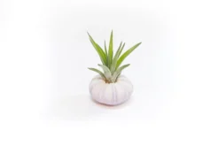 Gift Wrapped Purple Urchins With Tillandsia Air Plants -Air Plant Supply Store Tillandsia Air Plant Sea Urchin 95 726f9893 54de 42e4 99ad bac3cc7538fd scaled