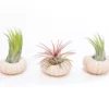Pink Urchins With Tillandsia Air Plants - Set Of 3