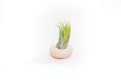 Gift Wrapped Pink Urchins With Tillandsia Air Plants -Air Plant Supply Store Tillandsia Air Plant Sea Urchin 97 5cee615a 16d3 41c4 b2cb 7da133fc0180 scaled