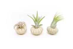 Green Urchin With Tillandsia Air Plant -Air Plant Supply Store Tillandsia Air Plant Sea Urchin 98 scaled