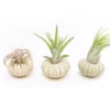 Green Urchins With Tillandsia Air Plants - Set Of 1, 3 Or 5