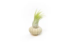 Green Urchins With Tillandsia Air Plants - Set Of 1, 3 Or 5 -Air Plant Supply Store Tillandsia Air Plant Sea Urchin 99 6f4acfc5 3df0 4d5e aef2 920bfcad97e1 scaled
