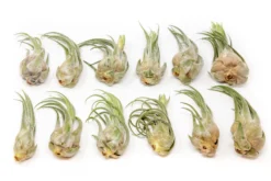 Large Tillandsia Seleriana Air Plants / 6-8 Inch Plants -Air Plant Supply Store Tillandsia Air Plant Seleriana 1 e0e1cb64 8fac 4d8f a21f 09ea4d29c7c5 scaled