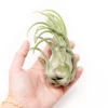 SALE - Tillandsia Seleriana Air Plants - Set Of 5 Or 10 - 50% Off