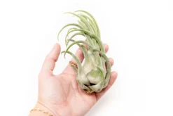 The Mayan Collection Of Tillandsia Air Plants 11 The Mayan Collection Of Tillandsia Air Plants -Air Plant Supply Store Tillandsia Air Plant Seleriana 3 24cd723b c283 49cb 91a1 07ca8488b325 1 scaled
