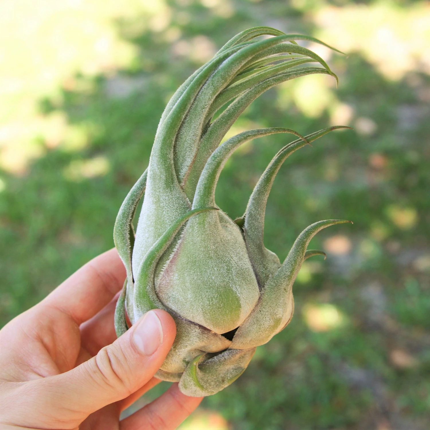 SALE - Tillandsia Seleriana Air Plants - Set Of 5 Or 10 - 50% Off 3 SALE - Tillandsia Seleriana Air Plants - Set Of 5 Or 10 - 50% Off - Image 3