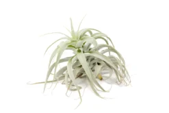 Tillandsia Cacticola Long Form Silver Air Plants -Air Plant Supply Store Tillandsia Air Plant Small Cacticola 1 scaled