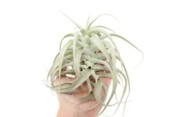 Tillandsia Cacticola Long Form Silver Air Plants -Air Plant Supply Store Tillandsia Air Plant Small Cacticola 2