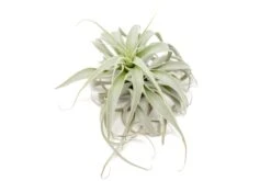 Tillandsia Cacticola Long Form Silver Air Plants -Air Plant Supply Store Tillandsia Air Plant Small Cacticola 3