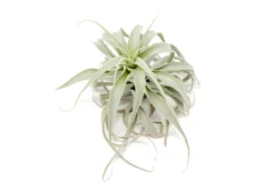 Tillandsia Cacticola Long Form Silver Air Plants -Air Plant Supply Store Tillandsia Air Plant Small Cacticola 3 scaled
