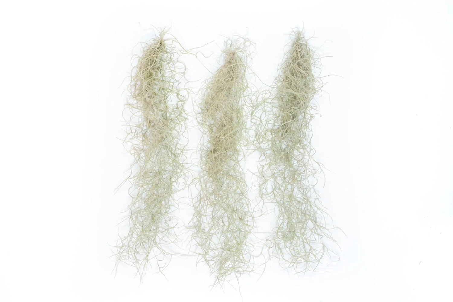 Guatemala Gray Spanish Moss - Tillandsia Usneoides - 1 To 2.5 Foot Strands 1 Guatemala Gray Spanish Moss - Tillandsia Usneoides - 1 To 2.5 Foot Strands