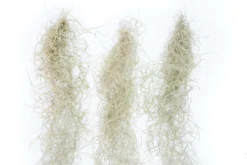 Guatemala Gray Spanish Moss - Tillandsia Usneoides - 1 To 2.5 Foot Strands 7 Guatemala Gray Spanish Moss - Tillandsia Usneoides - 1 To 2.5 Foot Strands -Air Plant Supply Store Tillandsia Air Plant Spanish Moss 2 scaled