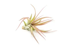 Collector's Choice Collection Of Tillandsia Air Plants -Air Plant Supply Store Tillandsia Air Plant Sparkler 1 1 scaled