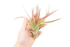 Tillandsia 'Sparkler' Air Plants