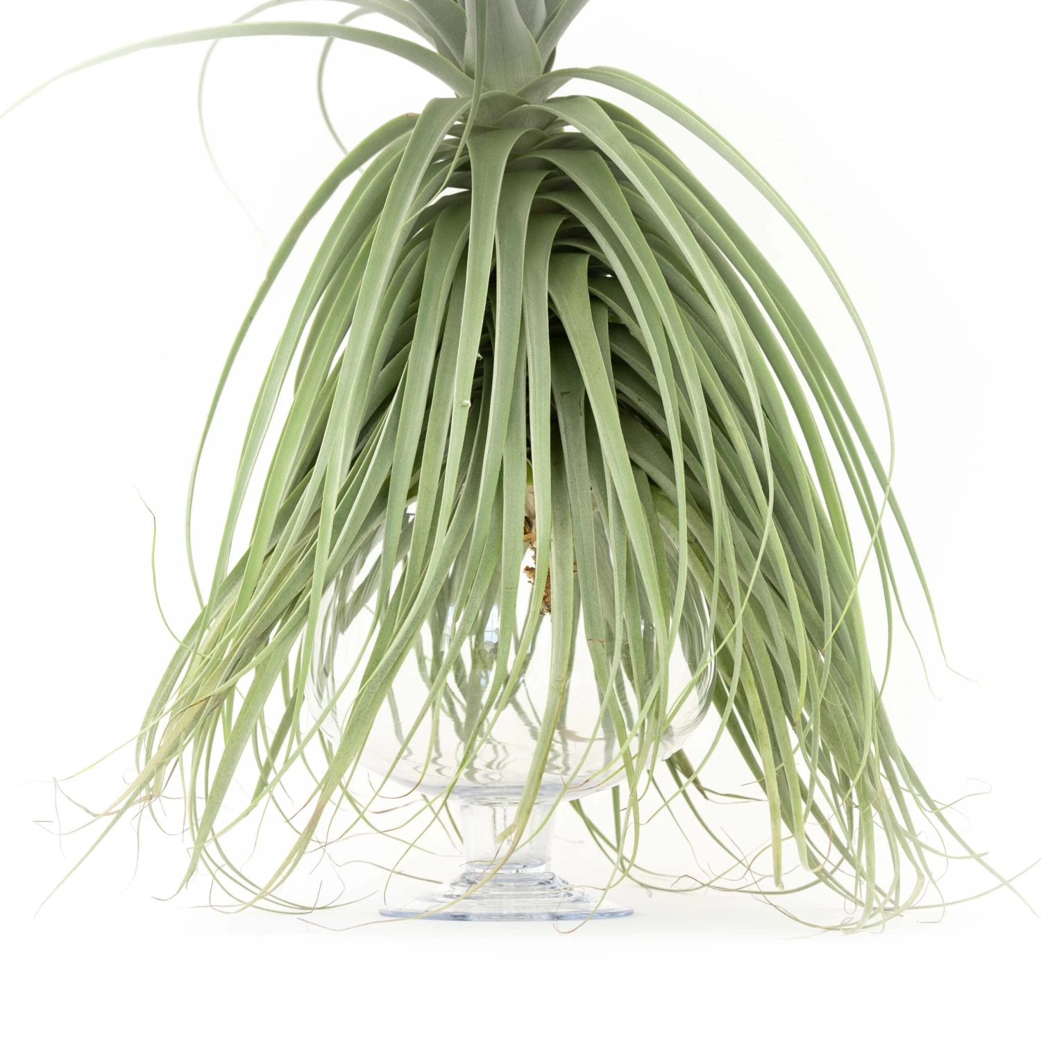 Huge Tillandsia Straminea 'Thick Leaf' - Specimen Plants - Limited Quantities 3 Huge Tillandsia Straminea 'Thick Leaf' - Specimen Plants - Limited Quantities - Image 3