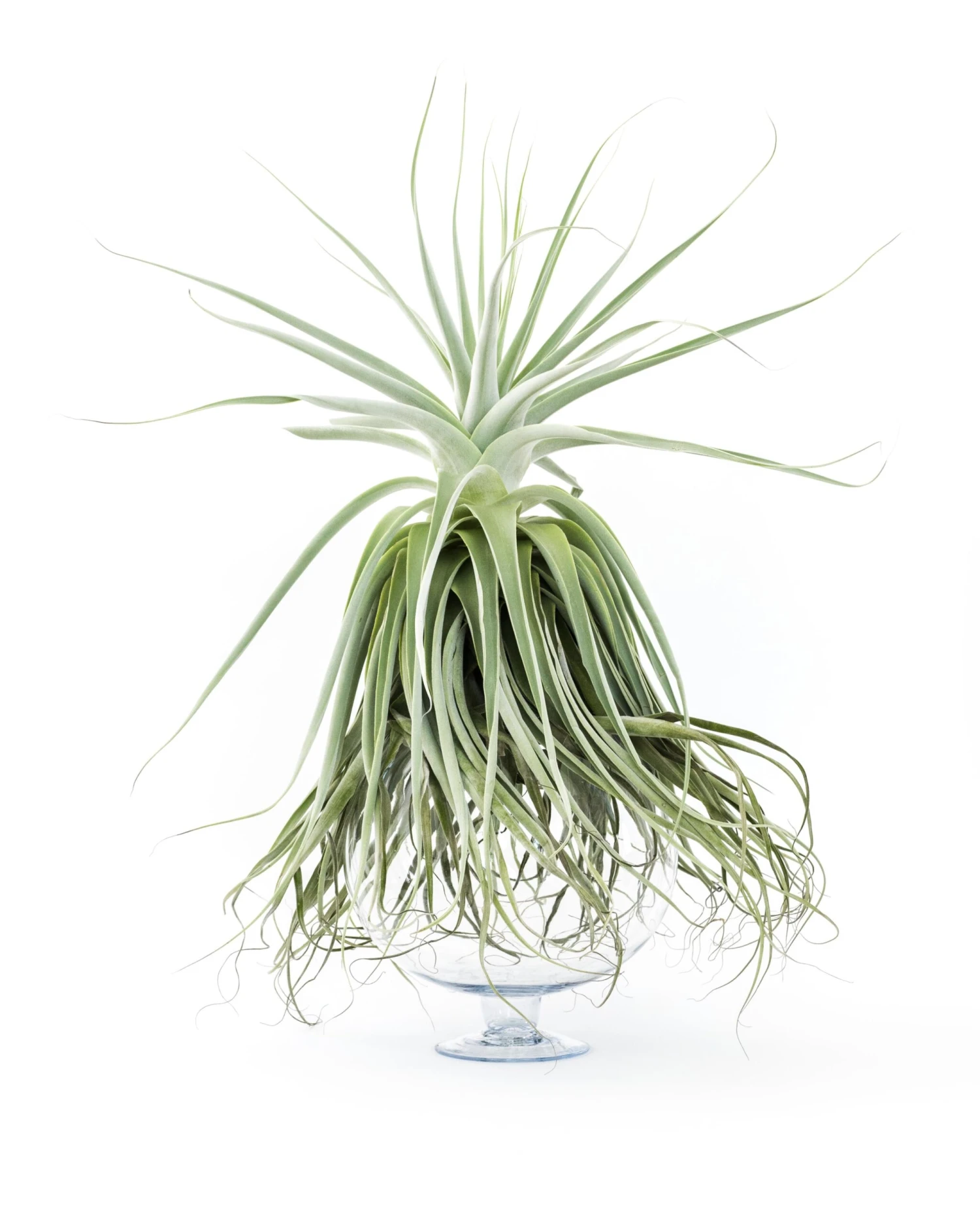 Huge Tillandsia Straminea 'Thick Leaf' - Specimen Plants - Limited Quantities 4 Huge Tillandsia Straminea 'Thick Leaf' - Specimen Plants - Limited Quantities - Image 4