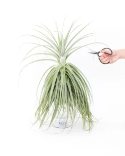 Huge Tillandsia Straminea 'Thick Leaf' - Specimen Plants - Limited Quantities 15 Huge Tillandsia Straminea 'Thick Leaf' - Specimen Plants - Limited Quantities -Air Plant Supply Store Tillandsia Air Plant Straminea 2 scaled