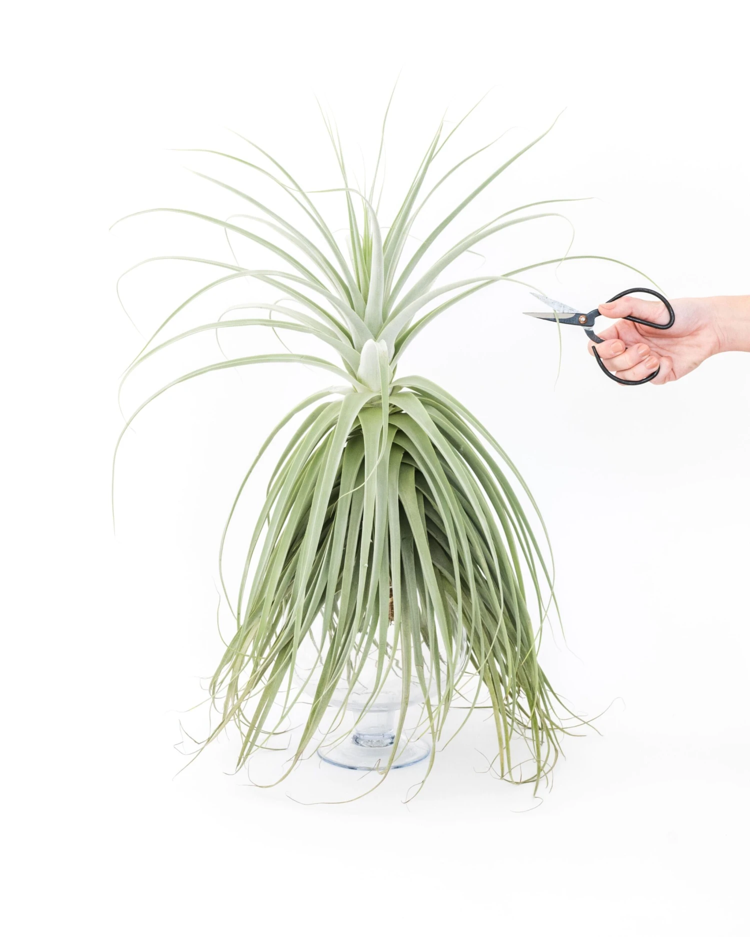 Huge Tillandsia Straminea 'Thick Leaf' - Specimen Plants - Limited Quantities 8 Huge Tillandsia Straminea 'Thick Leaf' - Specimen Plants - Limited Quantities - Image 8
