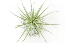 Huge Tillandsia Straminea 'Thick Leaf' - Specimen Plants - Limited Quantities 12 Huge Tillandsia Straminea 'Thick Leaf' - Specimen Plants - Limited Quantities -Air Plant Supply Store Tillandsia Air Plant Straminea 5 scaled