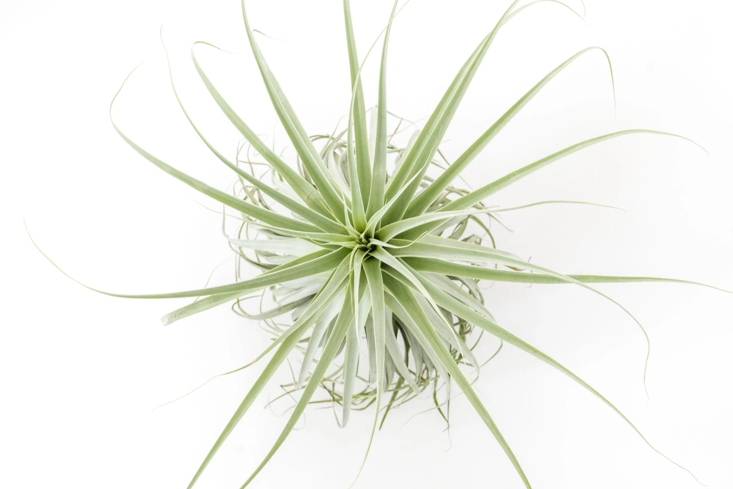 Huge Tillandsia Straminea 'Thick Leaf' - Specimen Plants - Limited Quantities 5 Huge Tillandsia Straminea 'Thick Leaf' - Specimen Plants - Limited Quantities - Image 5