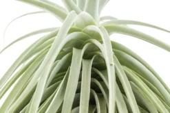 Huge Tillandsia Straminea 'Thick Leaf' - Specimen Plants - Limited Quantities 14 Huge Tillandsia Straminea 'Thick Leaf' - Specimen Plants - Limited Quantities -Air Plant Supply Store Tillandsia Air Plant Straminea 9 scaled