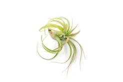 Tillandsia Streptophylla Hybrid 'Eric Knoblock' Air Plants -Air Plant Supply Store Tillandsia Air Plant Streptophylla Hybrid 2 scaled
