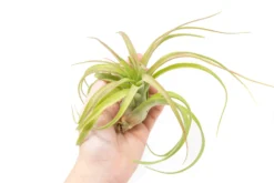Tillandsia Streptophylla Hybrid 'Eric Knoblock' Air Plants
