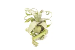 SALE - Tillandsia Streptophylla Air Plants - Set Of 3 Or 6 - 30% Off -Air Plant Supply Store Tillandsia Air Plant Streptophylla Pure 1 f5d4976f e717 4b1d 9eca 7d305cff04cb scaled