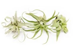 SALE - Tillandsia Streptophylla Air Plants - Set Of 3 Or 6 - 30% Off -Air Plant Supply Store Tillandsia Air Plant Streptophylla Pure 3