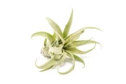 SALE - Tillandsia Streptophylla Air Plants - Set Of 3 Or 6 - 30% Off -Air Plant Supply Store Tillandsia Air Plant Streptophylla Pure 3 4f8ccff9 0ac1 4f08 acdb 48e720936655