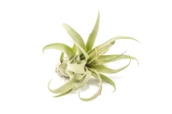 SALE - Tillandsia Streptophylla Air Plants - Set Of 3 Or 6 - 30% Off -Air Plant Supply Store Tillandsia Air Plant Streptophylla Pure 3 4f8ccff9 0ac1 4f08 acdb 48e720936655 scaled