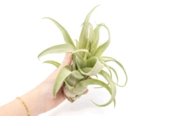 SALE - Tillandsia Streptophylla Air Plants - Set Of 3 Or 6 - 30% Off -Air Plant Supply Store Tillandsia Air Plant Streptophylla Pure 4 b3bd2541 eb1b 47b8 9296 0fabe2ff638b scaled
