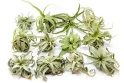 SALE - Tillandsia Streptophylla Air Plants - Set Of 3 Or 6 - 30% Off -Air Plant Supply Store Tillandsia Air Plant Streptophylla Pure 6 1d3cc9e7 05cd 4a6a 8b09 b6dceaff3573