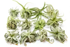 SALE - Tillandsia Streptophylla Air Plants - Set Of 3 Or 6 - 30% Off -Air Plant Supply Store Tillandsia Air Plant Streptophylla Pure 6 1d3cc9e7 05cd 4a6a 8b09 b6dceaff3573 scaled