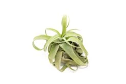 SALE - Tillandsia Streptophylla Air Plants - Set Of 3 Or 6 - 30% Off -Air Plant Supply Store Tillandsia Air Plant Streptophylla Pure 7