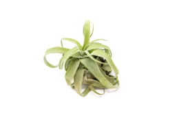 SALE - Tillandsia Streptophylla Air Plants - Set Of 3 Or 6 - 30% Off -Air Plant Supply Store Tillandsia Air Plant Streptophylla Pure 7 scaled