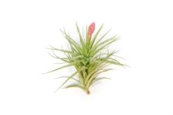 Collector's Choice Collection Of Tillandsia Air Plants -Air Plant Supply Store Tillandsia Air Plant Stricta85 2 scaled