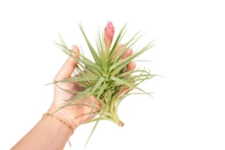 Blooming Available - Tillandsia Stricta Hybrid 'Magnificent' Air Plant -Air Plant Supply Store Tillandsia Air Plant Stricta85 3 scaled