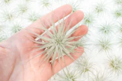 SALE - Tillandsia Tectorum Ecuador Air Plants - Set Of 3, 6 Or 9 - 25% Off 18 SALE - Tillandsia Tectorum Ecuador Air Plants - Set Of 3, 6 Or 9 - 25% Off -Air Plant Supply Store Tillandsia Air Plant Tectorum 16 1 f5941f3d fc0e 4574 9b0d 4fcbba51c724 scaled