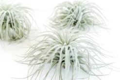 XL Tillandsia Tectorum Ecuador Air Plants -Air Plant Supply Store Tillandsia Air Plant Tectorum 1 scaled